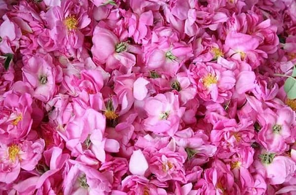 تصویر 4 از قیمت گل محمدی درجه یک + خرید باور نکردنی